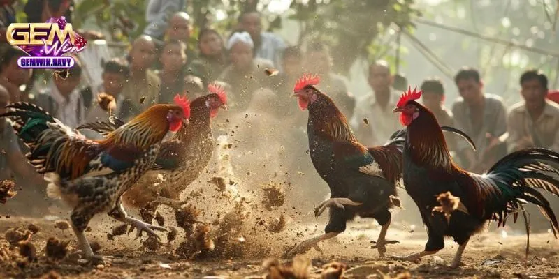 ảnh đại diện khuyến mãi đá gà thomo gemwin.navy